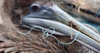 Don’t cut the line! Reel. Remove. Release. fih hook pelican niceville fl