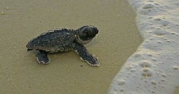 FWC announces May start of sea turtle nesting season on many Florida beaches loggerhead turtle niceville fl