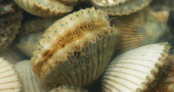 Bay scallop season opens Aug. 16 in St. Joseph Bay/Gulf County scallops niceville fl