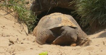Tortoises to relocate to Eglin gopher tortoise niceville fl
