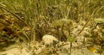 Bay scallop season to close Sept. 25 in several areas scallops northwest florida