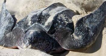 FWC: You can help protect endangered sea turtles sea turtle nesting season turtle laying eggs in sand