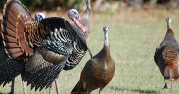 A wild turkey twist on a Thanksgiving tradition turkeys in wild in Florida, gobbler and hens
