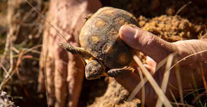 eglin air force base, gopher tortoise new habitat