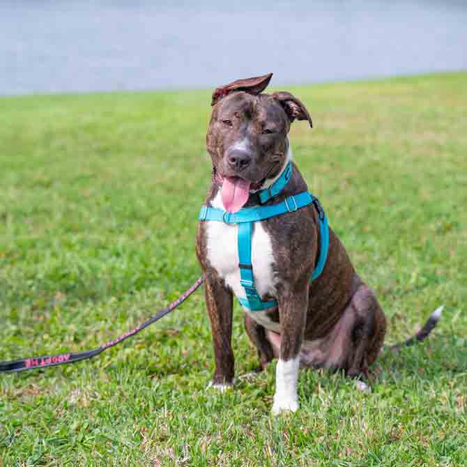Koda, a brindle, 18-month-old American bulldog residing at Dog-Harmony since November 2020