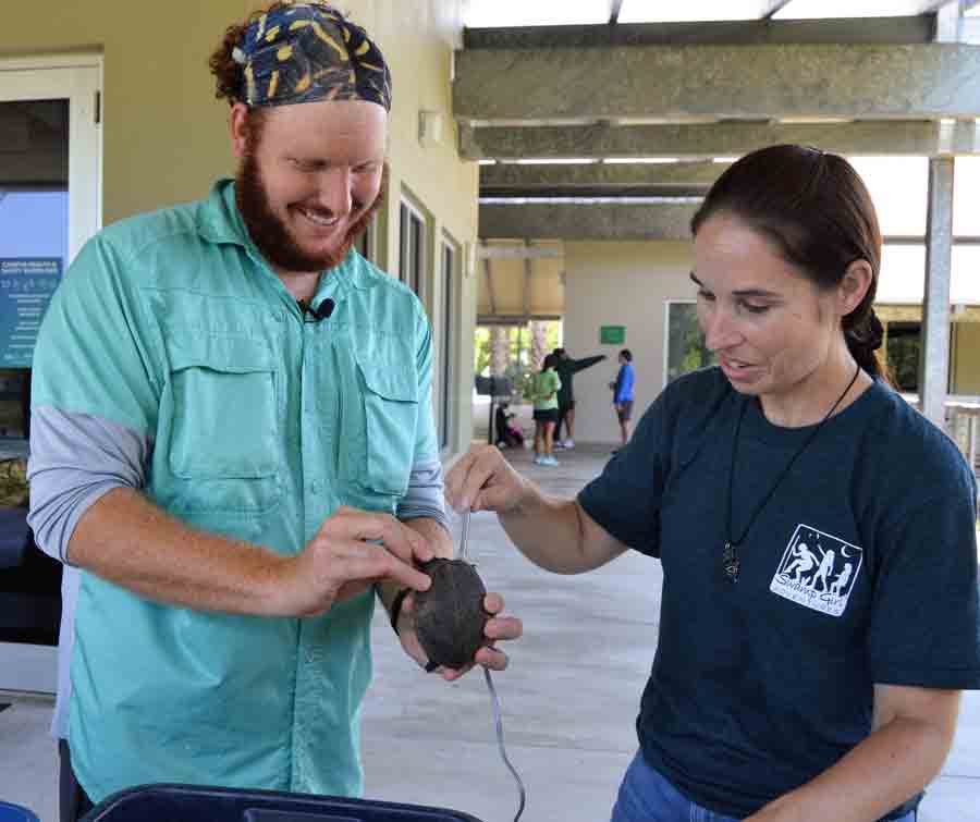 turtle undergoes health assessment