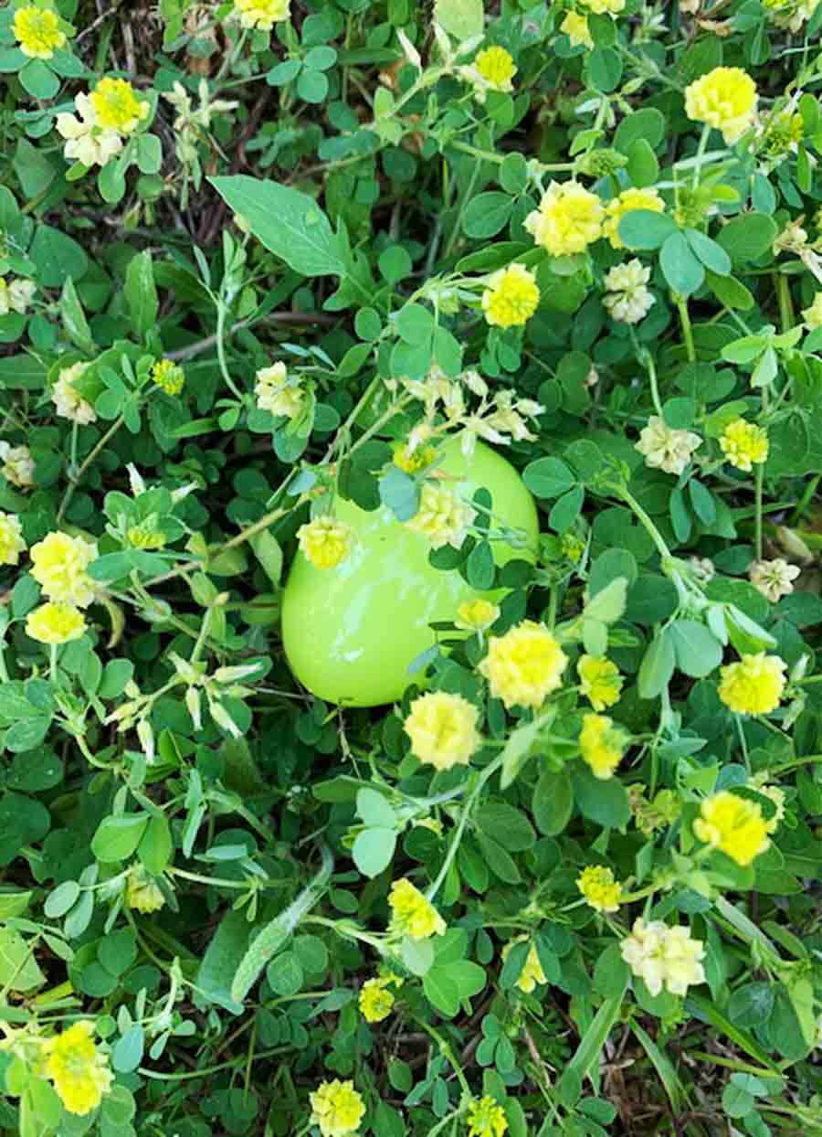 Yellow Easter egg in hop clover.