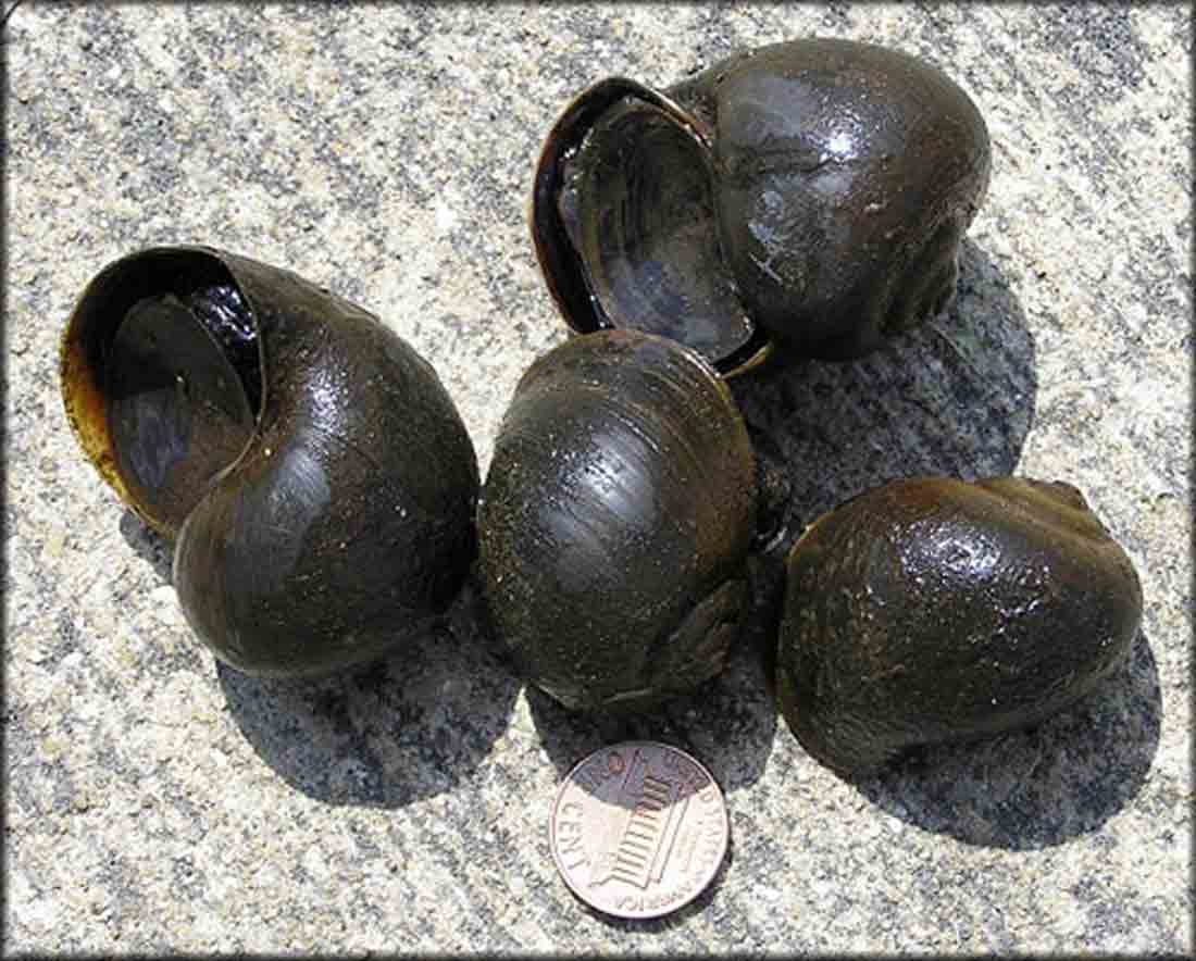 Group of four apple snails with a penny to demonstrate the size of the snails.