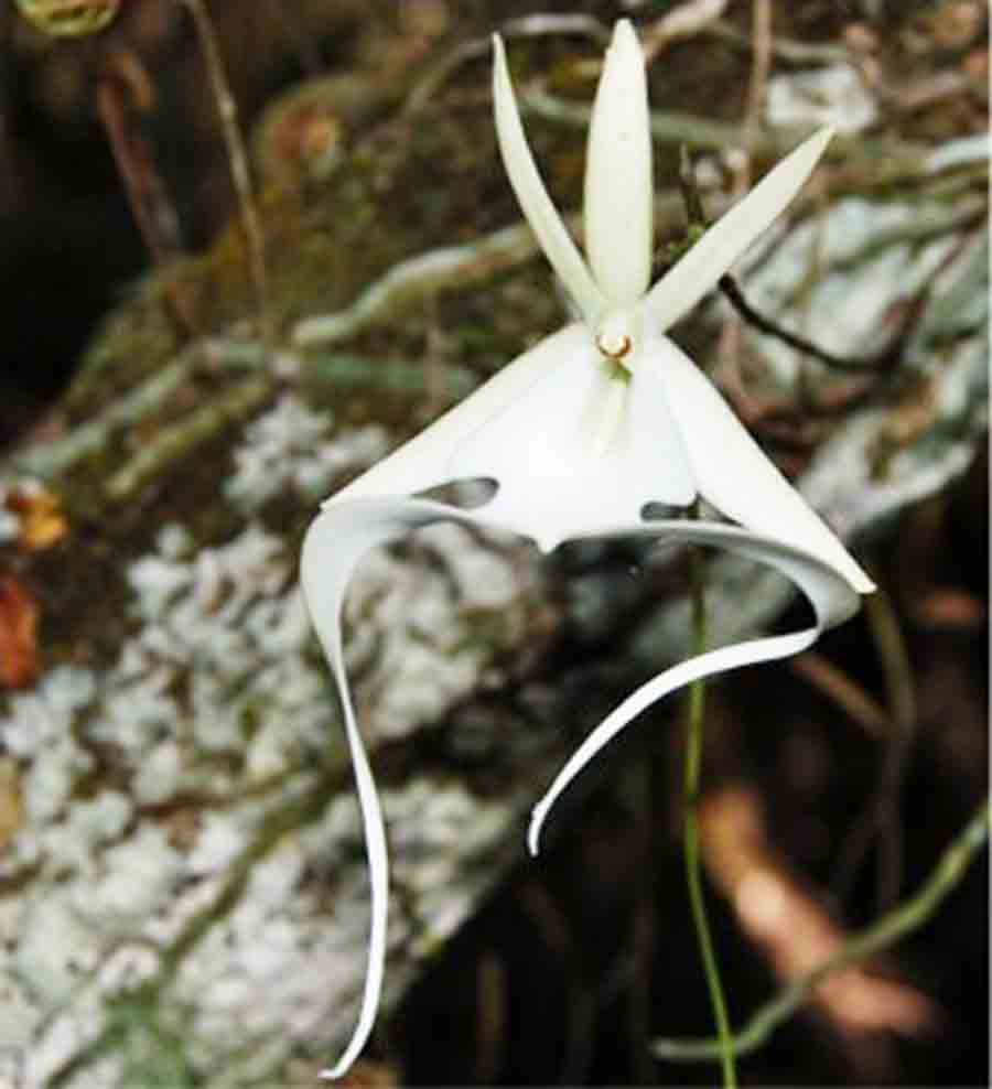 Wild ghost orchid growing in Florida woods.