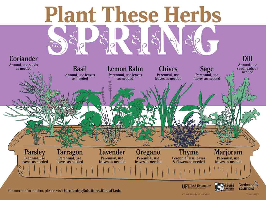Graphic illustration of herbs to plant in spring in Florida.