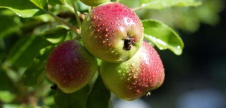 Ripe apples with dew drops hanging from a branch in the sunlight.