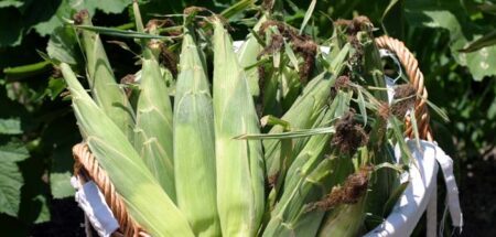 A basket filled with freshly harvested sweet corn in Niceville, Florida.