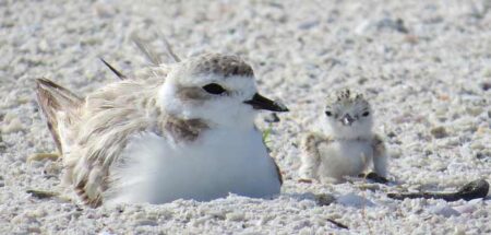 snowy plover mother and chick northwest fla niceville