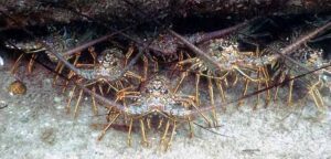 Florida spiny Lobster Battalion Taken at Coral Cove Park