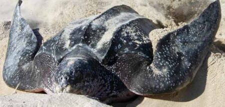 sea turtle nesting season turtle laying eggs in sand