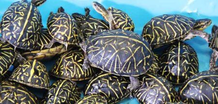 florida box turtles