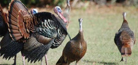 turkeys in wild in Florida, gobbler and hens
