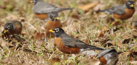 robins spring arrival