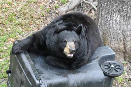 niceville florida black bear garbage
