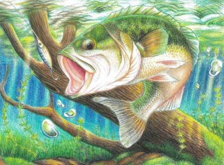 Florida Fish and Wildlife Conservation Commission art contest state fish