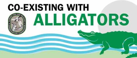 florida alligator pet safety