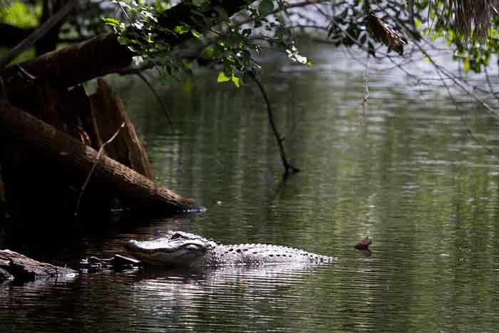 florida alligator water