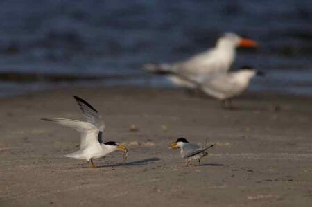 Florida Least Tern