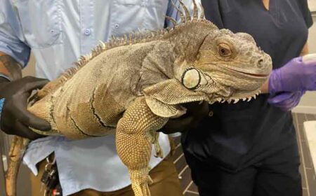 green iguana being microchipped