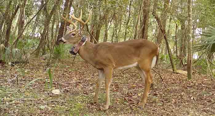North Florida deer with GPS collar