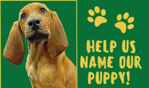 okaloosa county sheriff's office name the bloodhound puppy