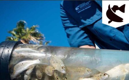 Coastal Conservation Association of Florida redfish release restocking