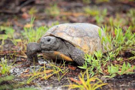 Gopher tortoise in Florida