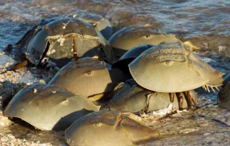 horseshoe crabs florida, mating season