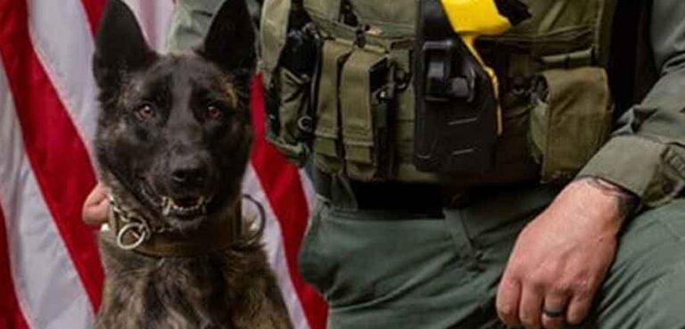 Okaloosa County Sheriff's Office Explosive Detection K-9 “Skye”