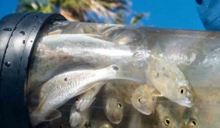 Coastal Conservation Association Florida redfish restock release