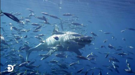 White shark among smaller fish near Guadalupe Island