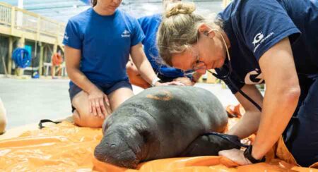Rescued Florida manatee is examined at the Georgia Aquarium's Animal Care Facility