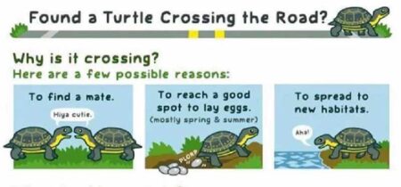 Emerald Coast Wildlife Refuge How to Help turtles cross the road