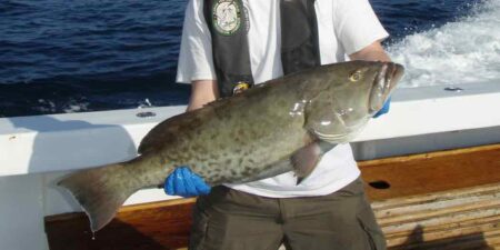 Gag grouper, Florida fish and wildlife conservation commission