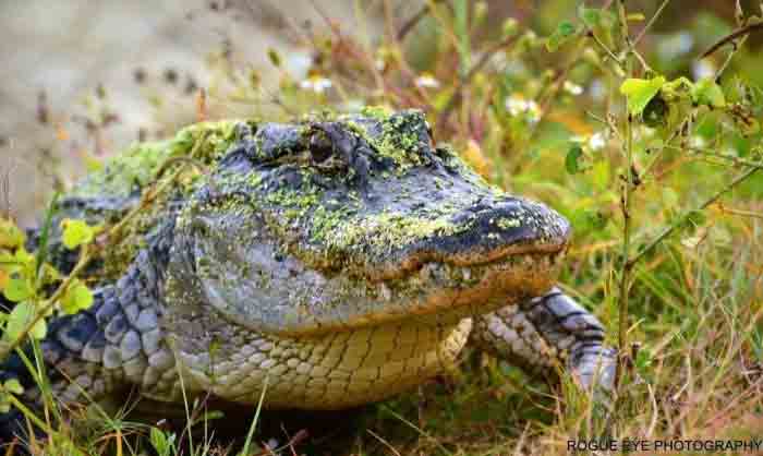 alligator, Florida Fish and Wildlife Conservation Commission
