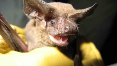 Florida bat maternity season, Brazilian free-tailed bat