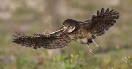 Florida burrowing owl