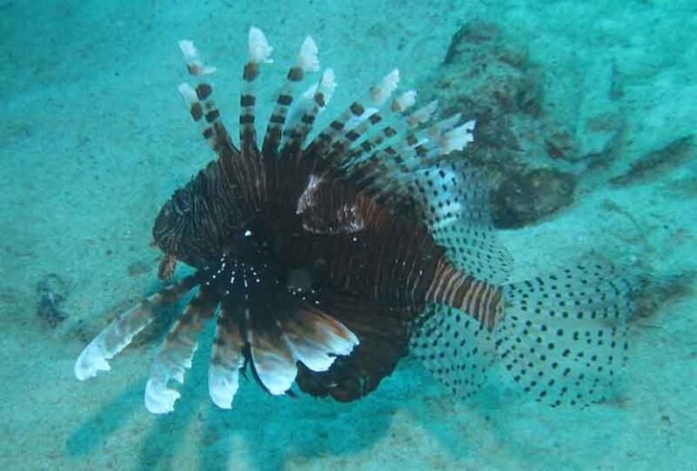 florida lionfish in gulf of mexico