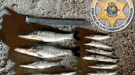 Florida Fish and Wildlife Conservation Commission snook