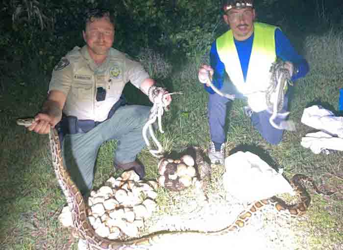 FWC officer and python removal contractor with python and eggs.