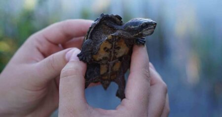 small musk turtle