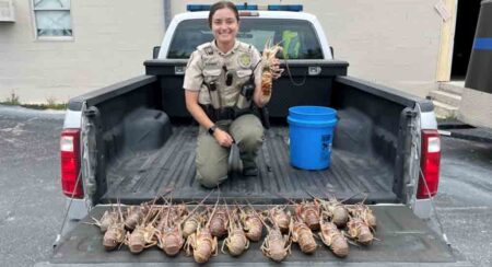 Florida Fish and Wildlife Conservation Commission Officer Marina Hammad with confiscated lobsters.