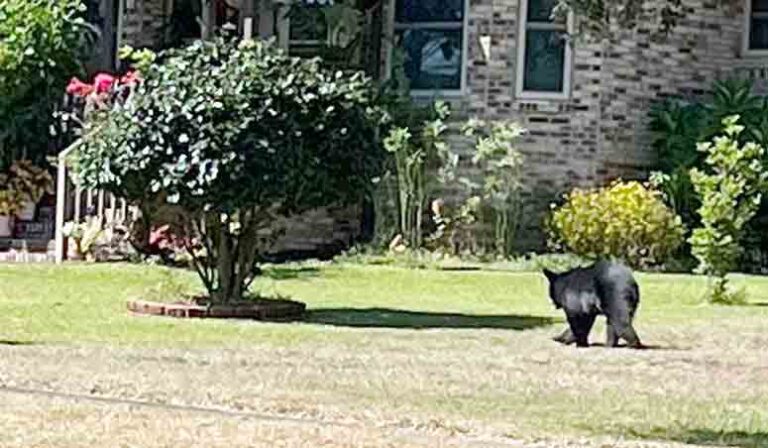 black bear in Niceville yard