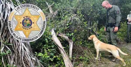 K-9 alerting during a search in the woods with its handler from the Florida Fish and Wildlife Conservation Commission.