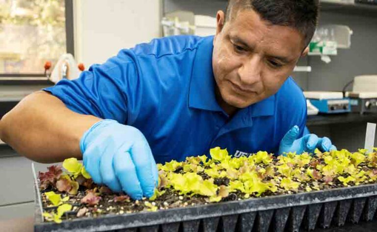 Germán Sandoya Miranda examines a flat of lettuce seedlings.